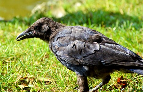 Bird crow animal photo