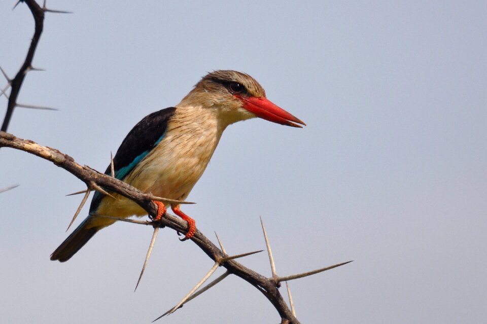 Beak kingfisher wild