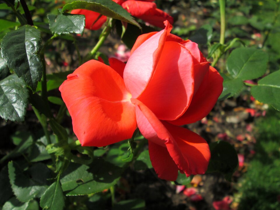 Garden rose garden flowers