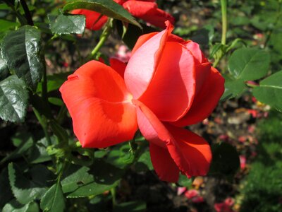 Garden rose garden flowers