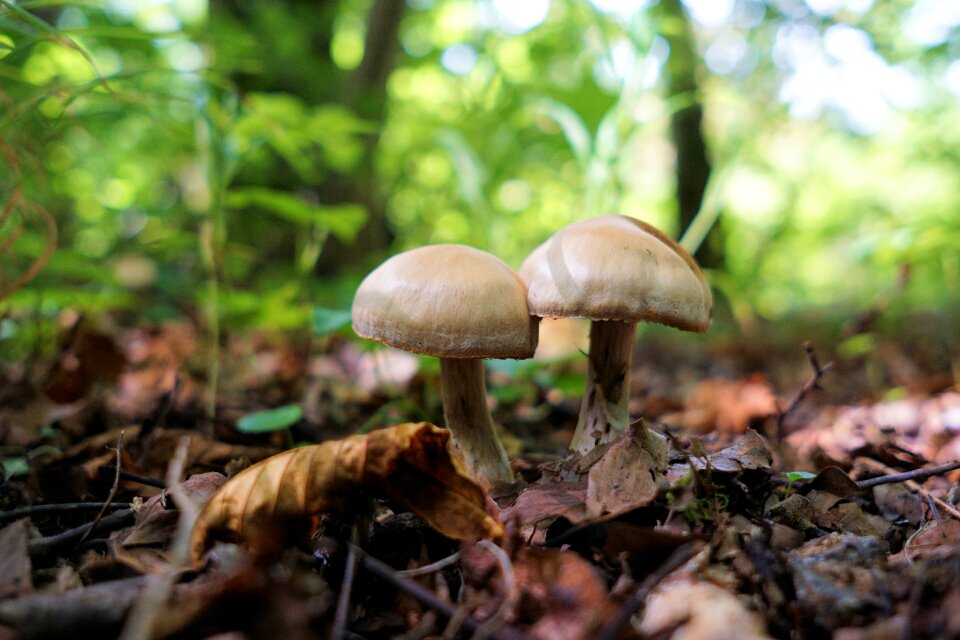 Mushroom picking close up forest mushrooms photo