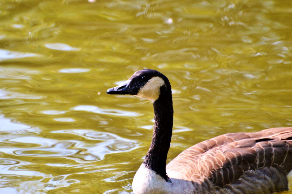 Bird poultry greylag goose