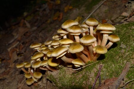 Armillaria mellea vittorio veneto autumn woods photo