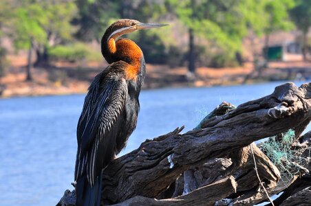 Bird outdoors river photo