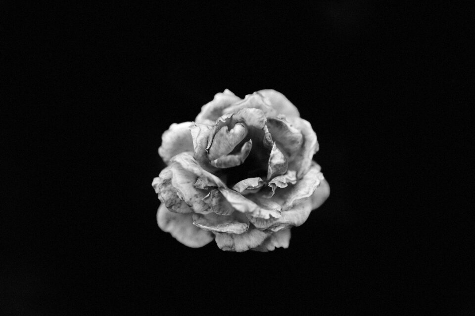 Petals flower nature