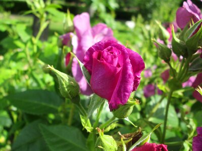 Garden rose garden flowers photo