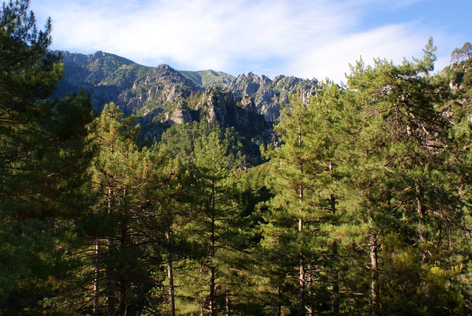 Wood natural forest trees