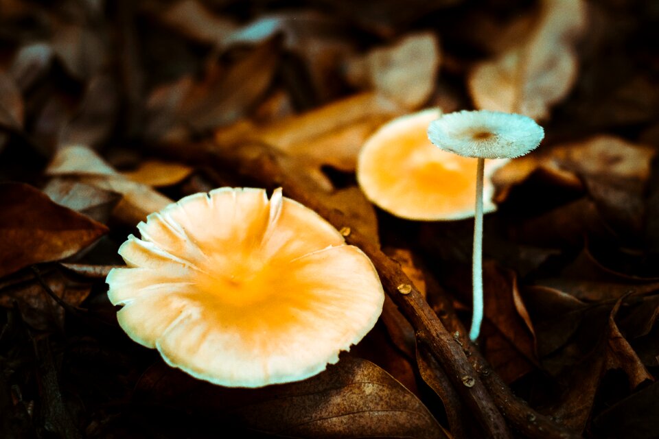 Autumn wood food