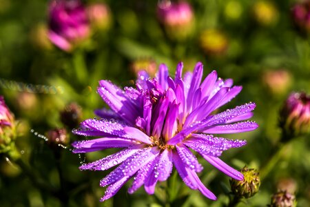 Droplets wet blossom photo