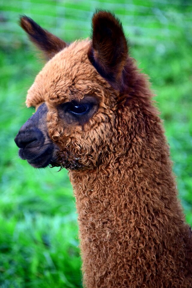 Fur fluffy mammal