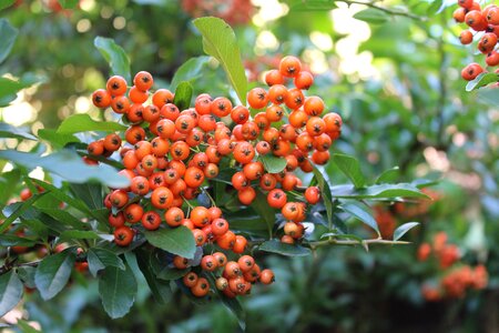 Fruit nature foliage