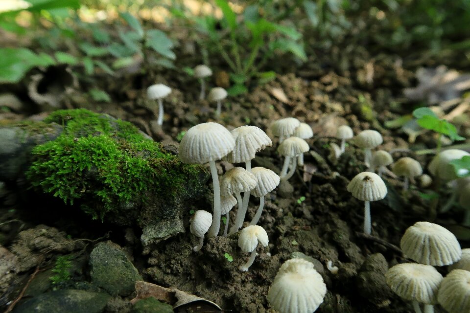 Mushroom wild rice plant moss