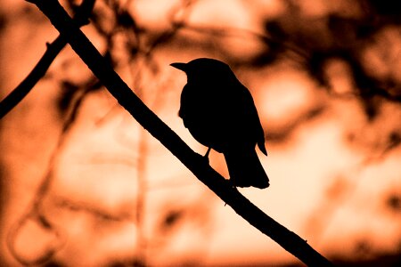 Tree side view silhouette photo