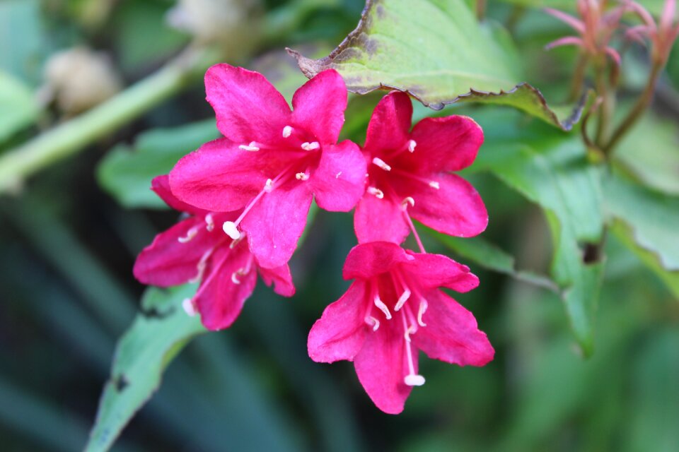 Flowering garden small flowers