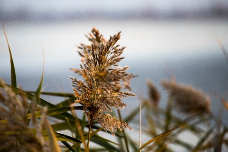 Flower lake aquatic plant