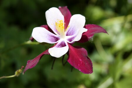 Garden columbine red flower photo