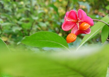 Pink flower closeup green photo