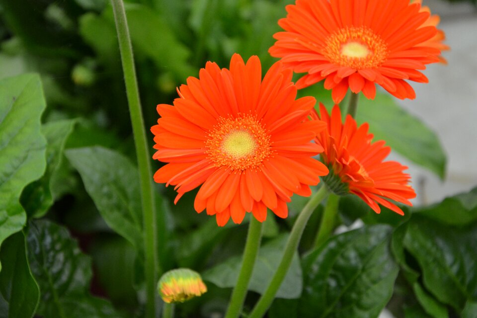 Garden orange blossom bouquet