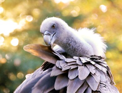 Nature animal beak
