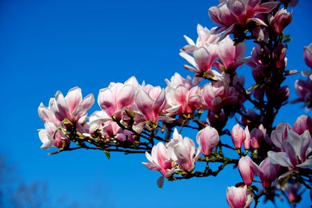 Branch tree magnolia photo
