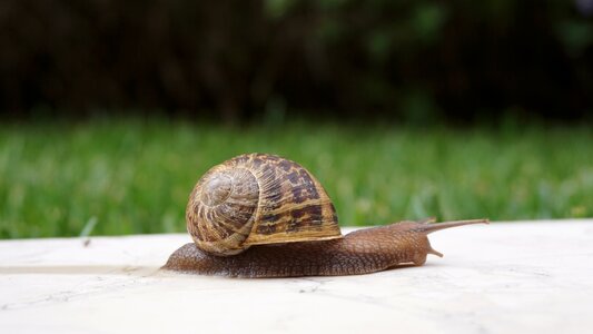 Slowly nature brown snail photo