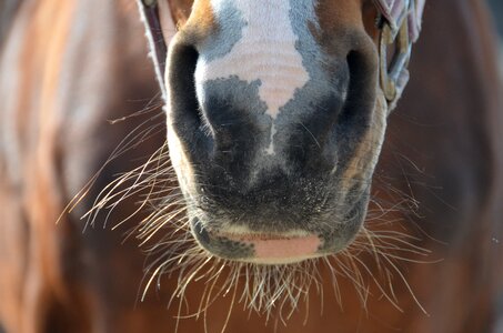 Animals horsehead horses