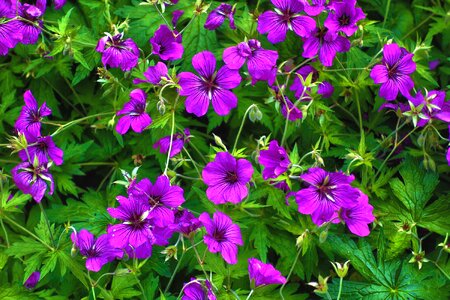 Geranium sanguineum wildflower geraniaceae