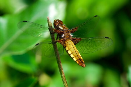 Insect nature dragonfly