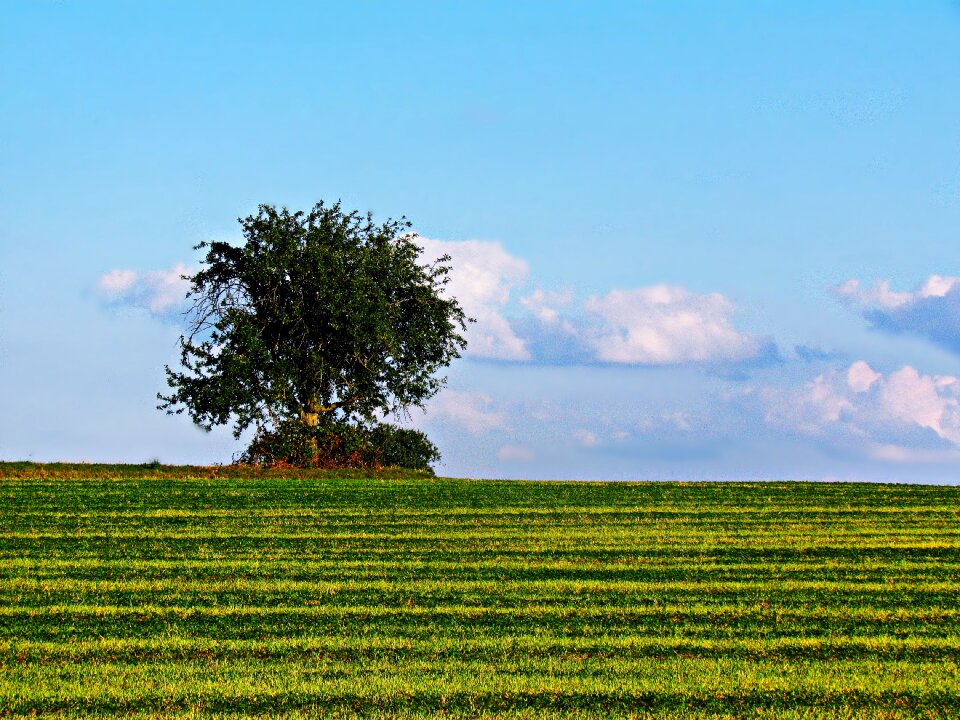Meadow landscape nature