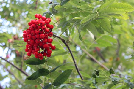 Nature rowan berries red