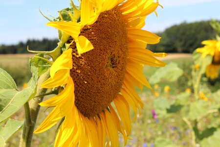 Sunflower field nature strong
