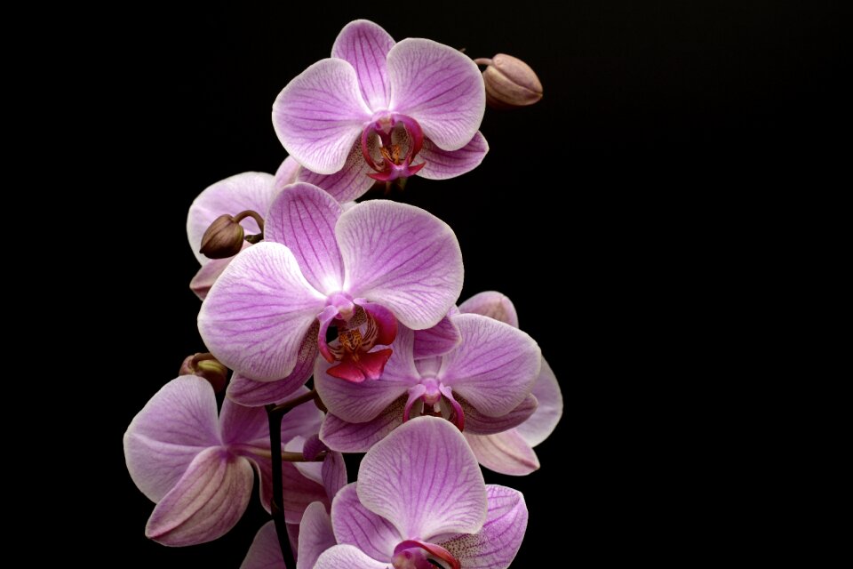 Bloom bud tropical