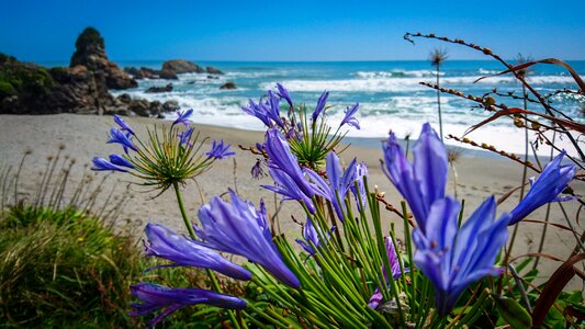 Southern island nature flowers