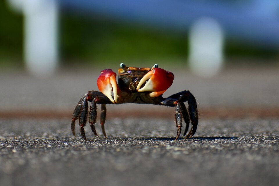 Promenade wild animal crab