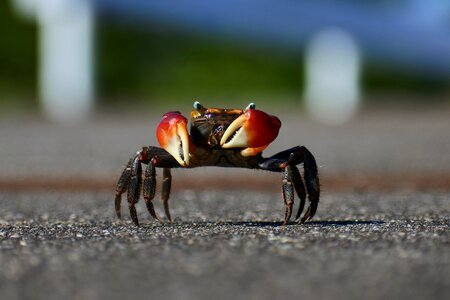Promenade wild animal crab photo