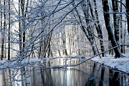 Frost tree amsterdam photo