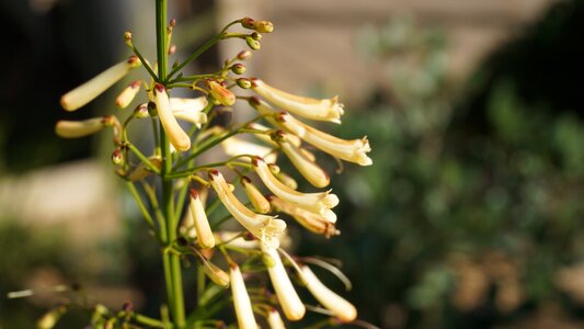 Bloom quiver of flowers white