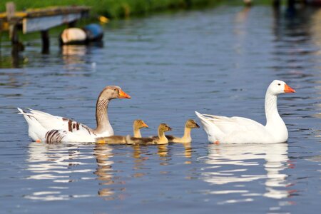 Bird waterfowl spring