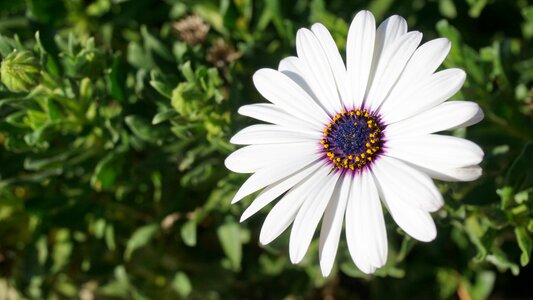 Plant nature blossom