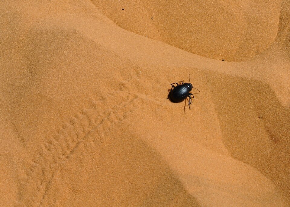 Sahara taghit algeria