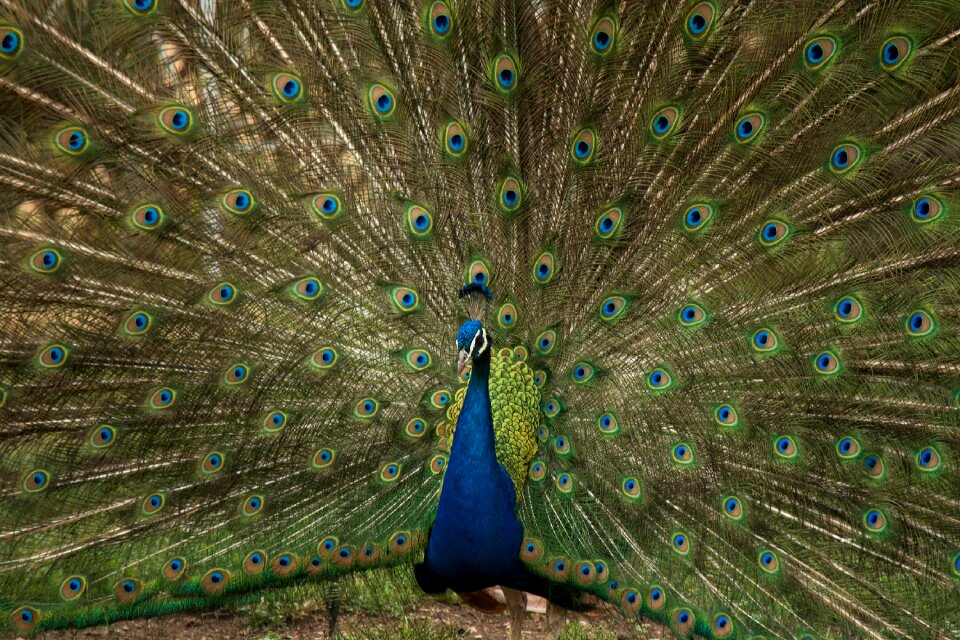 Feathers plumage beautiful