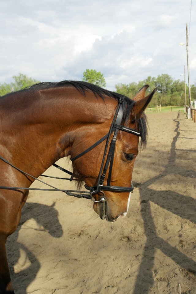 Horse sportló horse riding
