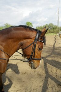 Horse sportló horse riding