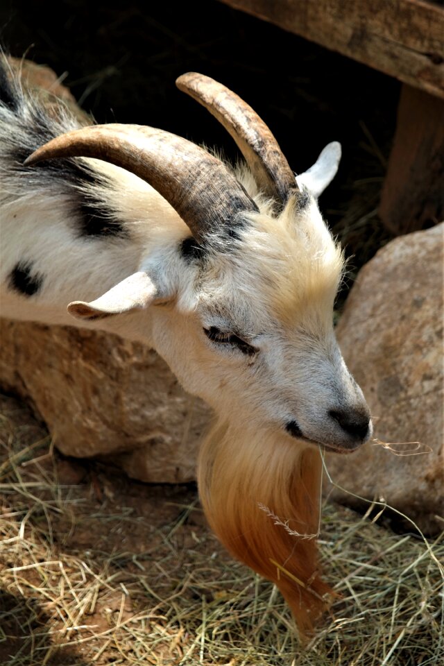 Animal billy goat bart
