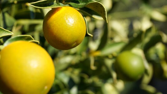 Ziermandarine plant tree