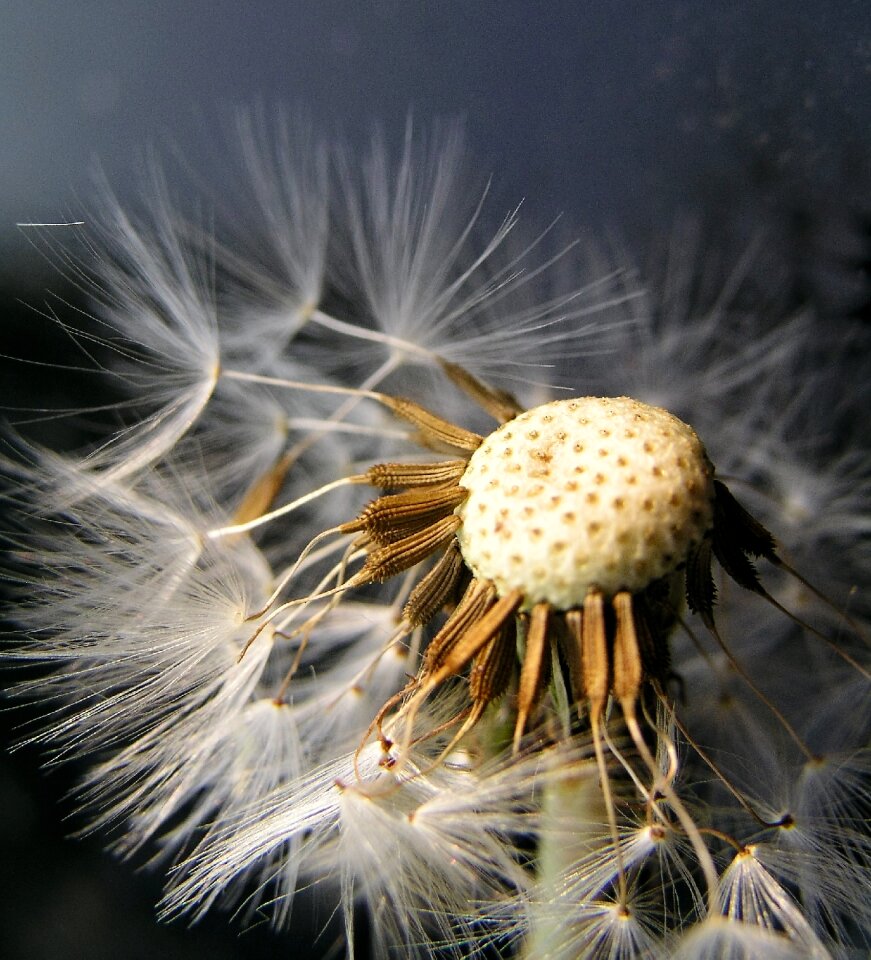 Seed growth outdoors