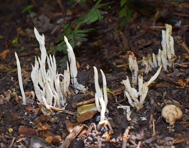 Plant forest floor edible