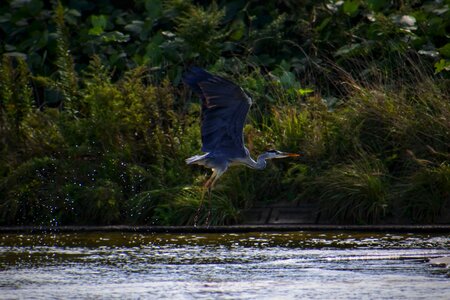 Trees and plants wild birds heron