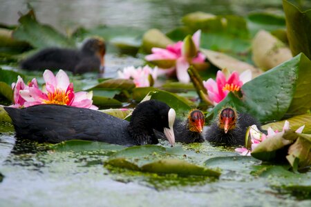 Water leaf moorhen