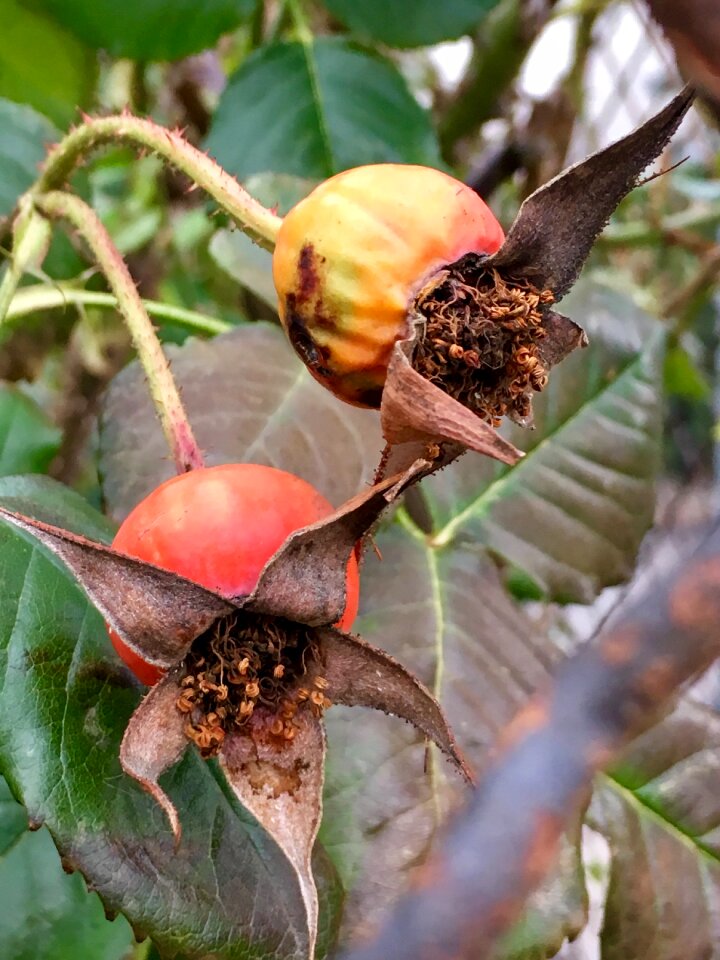 Leaf plant close up photo